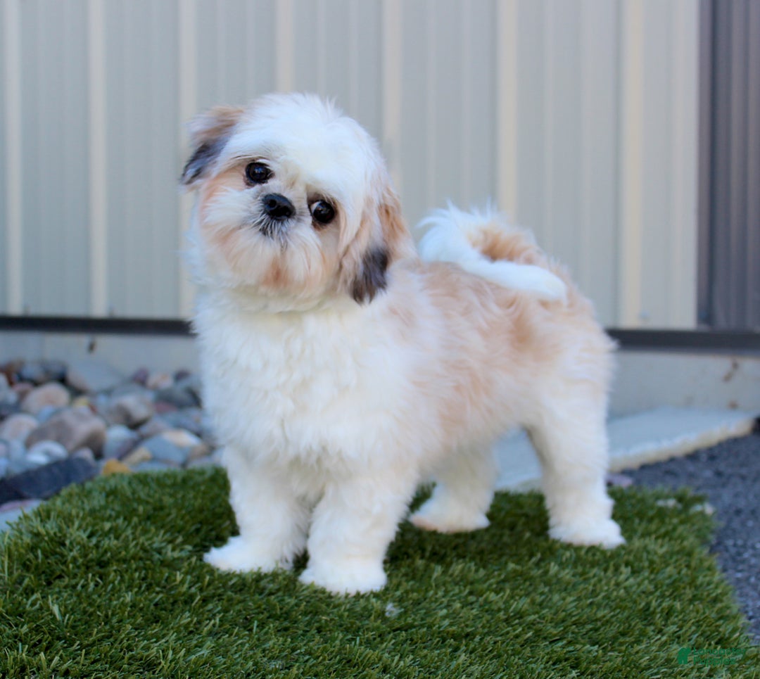 Shih Tzu dogs for sale: Gracie - Ad 5