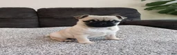 Pug dogs for sale: Max - Ad 2