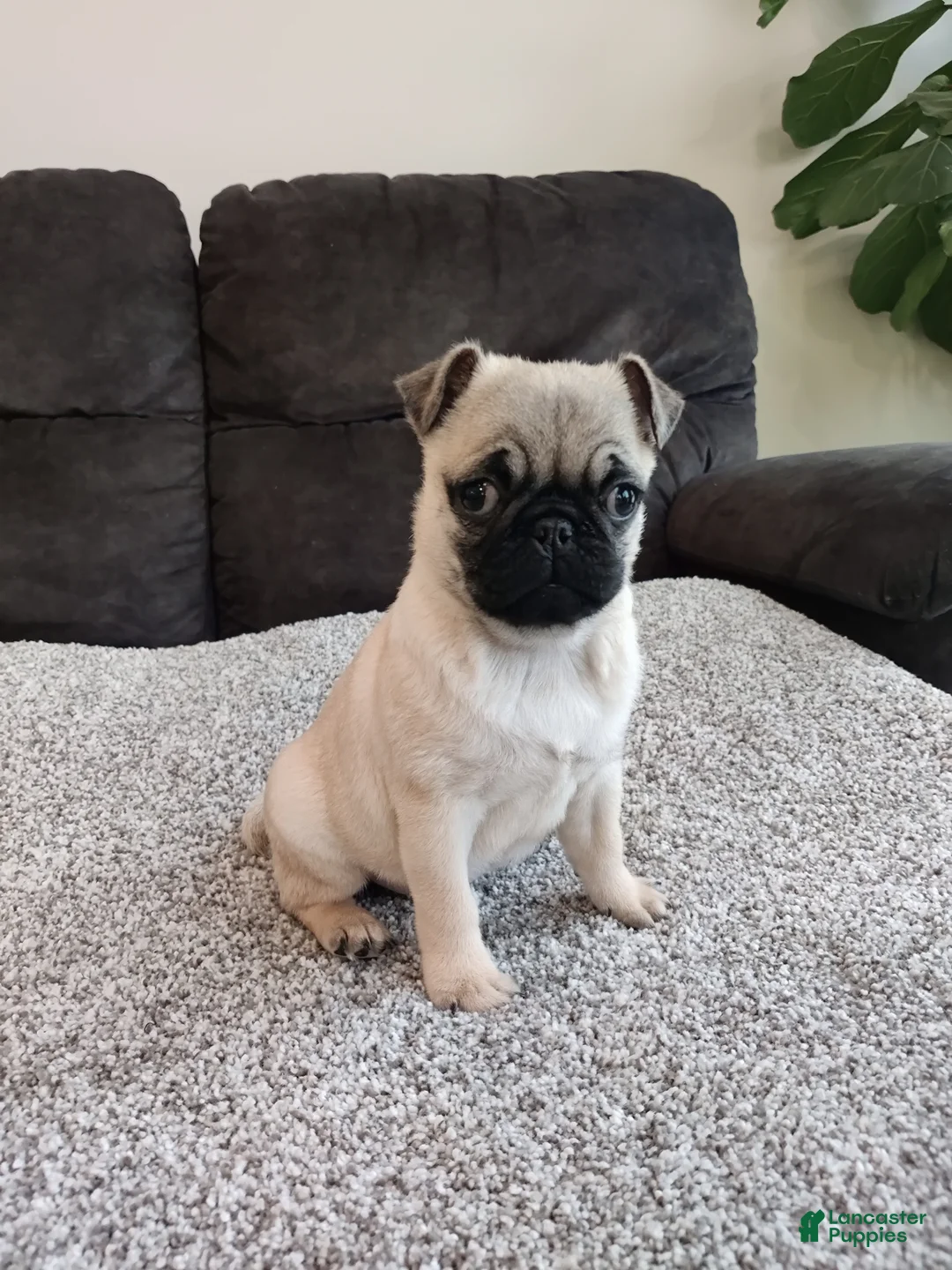 Pug dogs for sale: Max - Ad 2