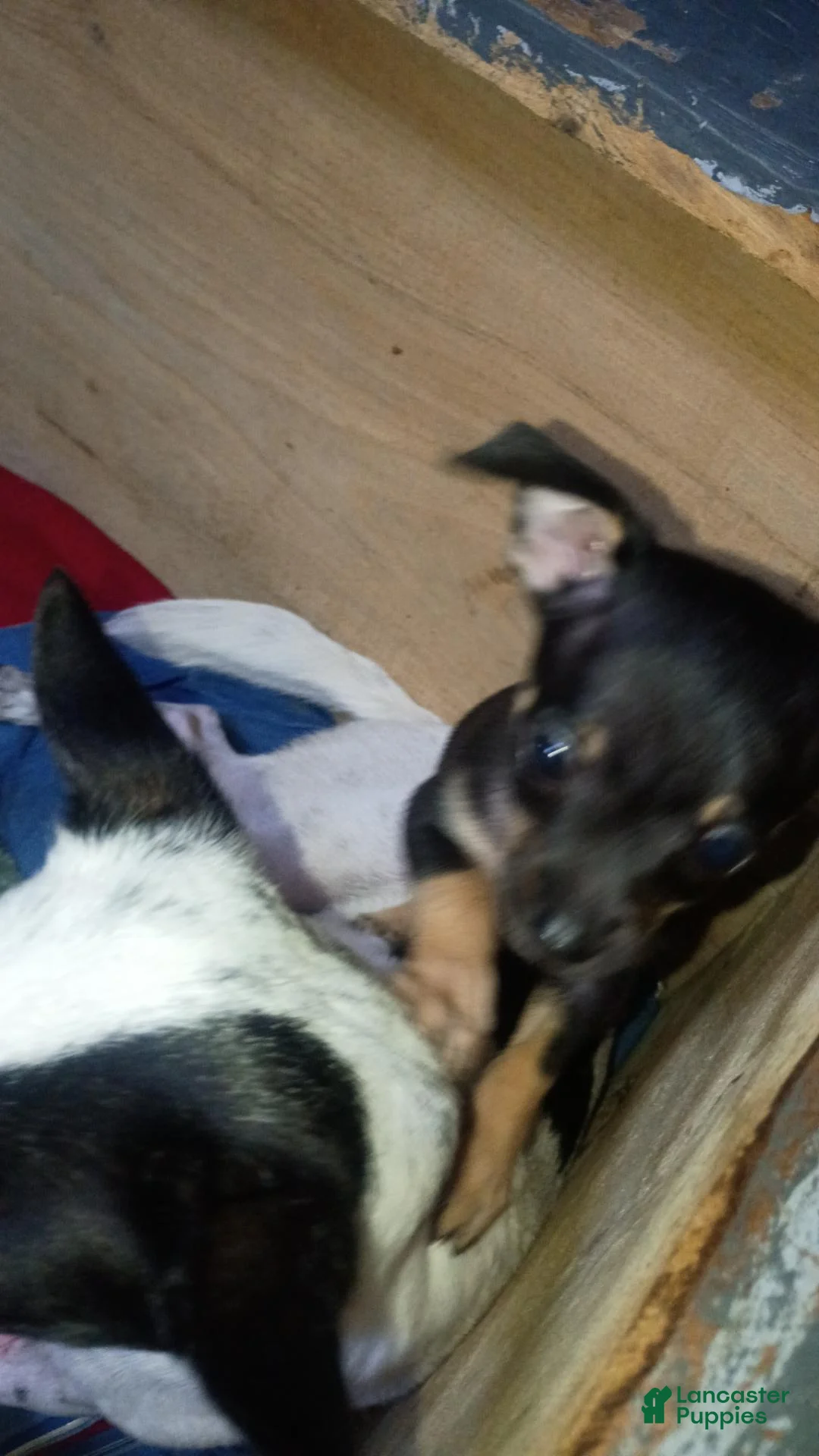 Chihuahua dogs for sale: Chihuahua 2 - Ad 2