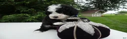 Mini Bernedoodle dogs for sale: Mini Bernedoodle 1 Kelly - Ad 2