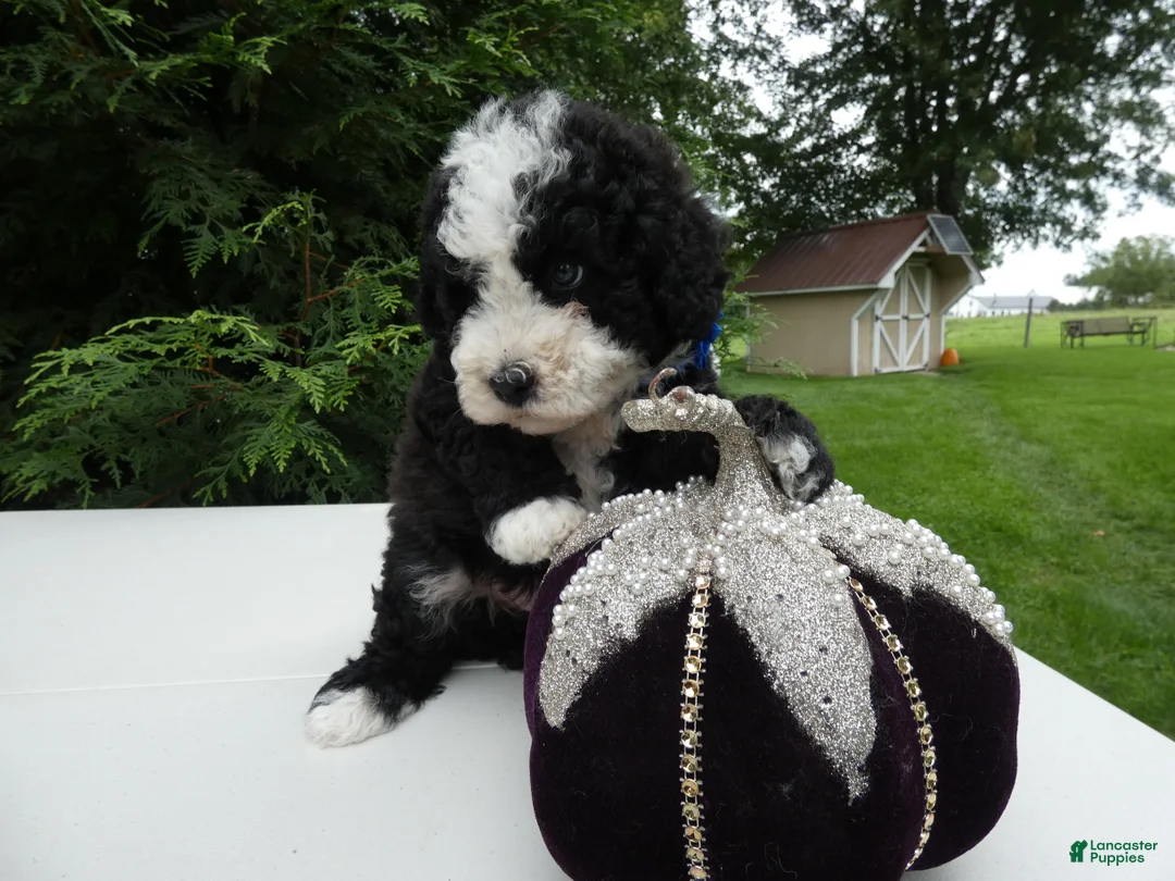 Mini Bernedoodle dogs for sale: Mini Bernedoodle 1 Kelly - Ad 2