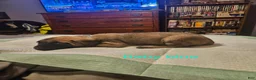English Mastiff dogs for sale: English Mastiff 6 - Ad 4