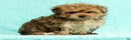 Pomapoo dogs for sale: Gavin - Ad 4