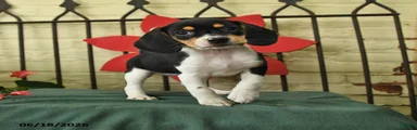 Sofie