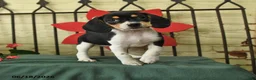 Beagle dogs for sale: Sofie - Ad 1