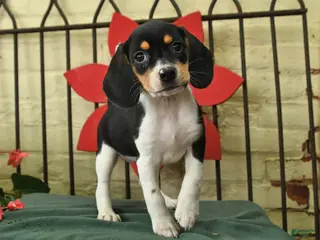 Beagle dogs for sale: Sofie - Ad 4