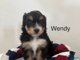 Mini Aussiedoodle dogs - Ad 35