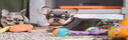French Bulldog dogs for sale: Bebe - Ad 5