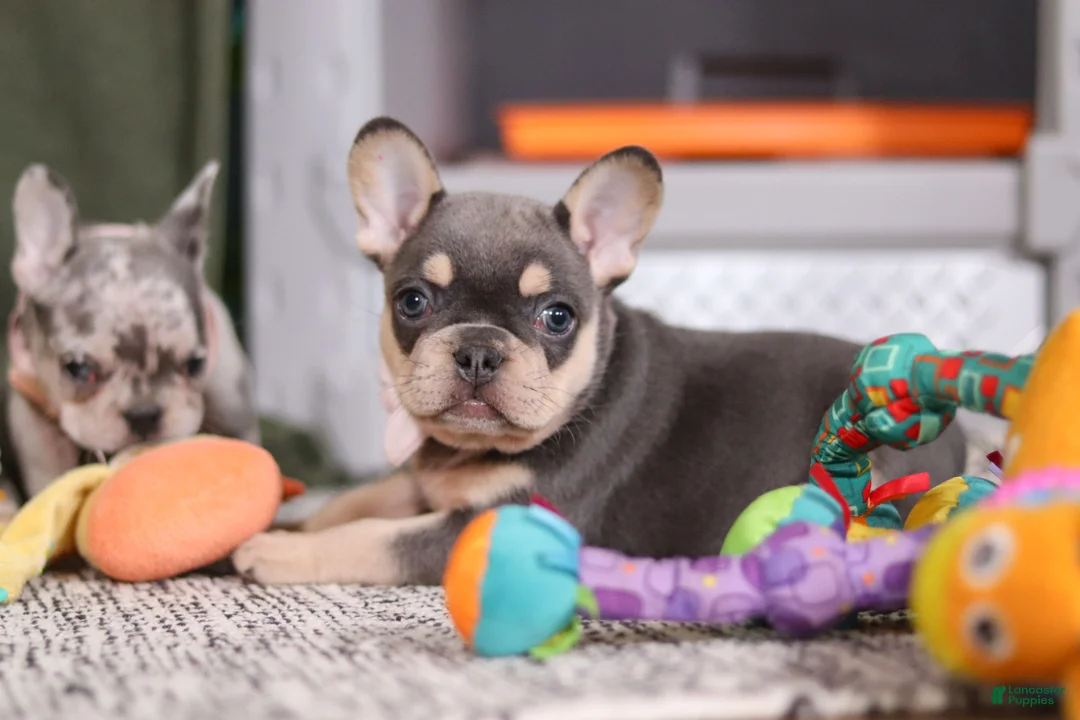 French Bulldog dogs for sale: Bebe - Ad 5