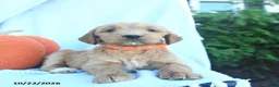 Goldendoodle dogs for sale: Autumn  - Ad 2