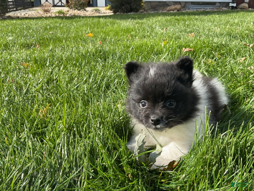 Pomeranian dogs for sale: Riley  - Ad 5