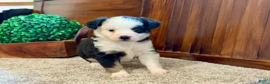 MIllie