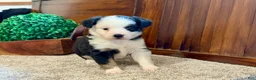 Miniature Australian Shepherd dogs for sale: MIllie - Ad 1