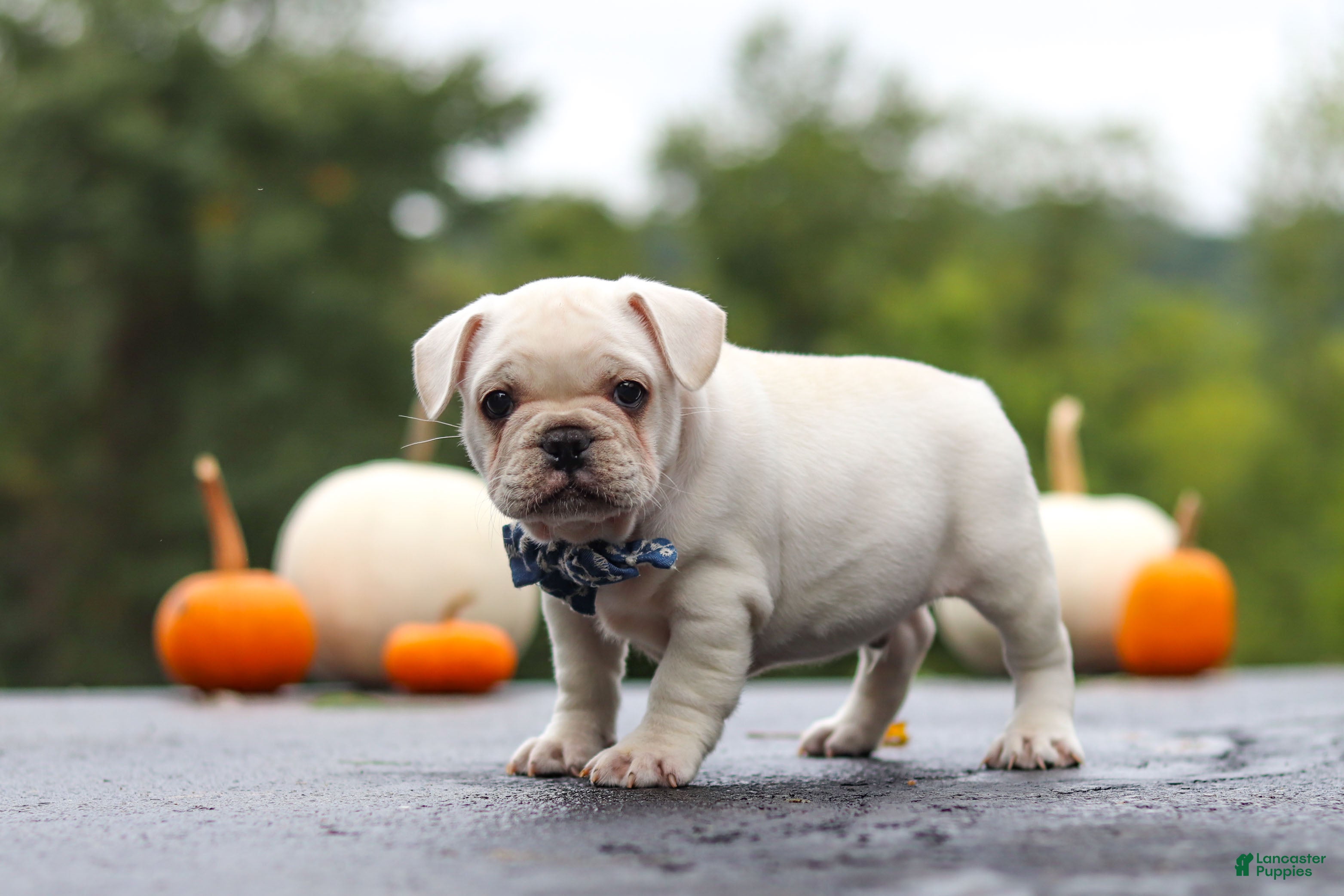 French Bulldog dogs Sampson - Ad 2