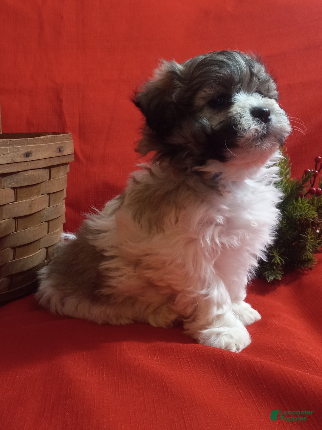 Teddy Bear dogs for sale: Rambo - Ad 3