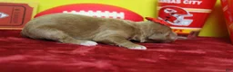 Goldendoodle dogs for sale: Firefly  - Ad 5