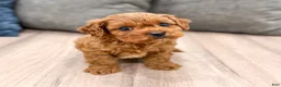 Cavapoo dogs for sale: Ace - Ad 3