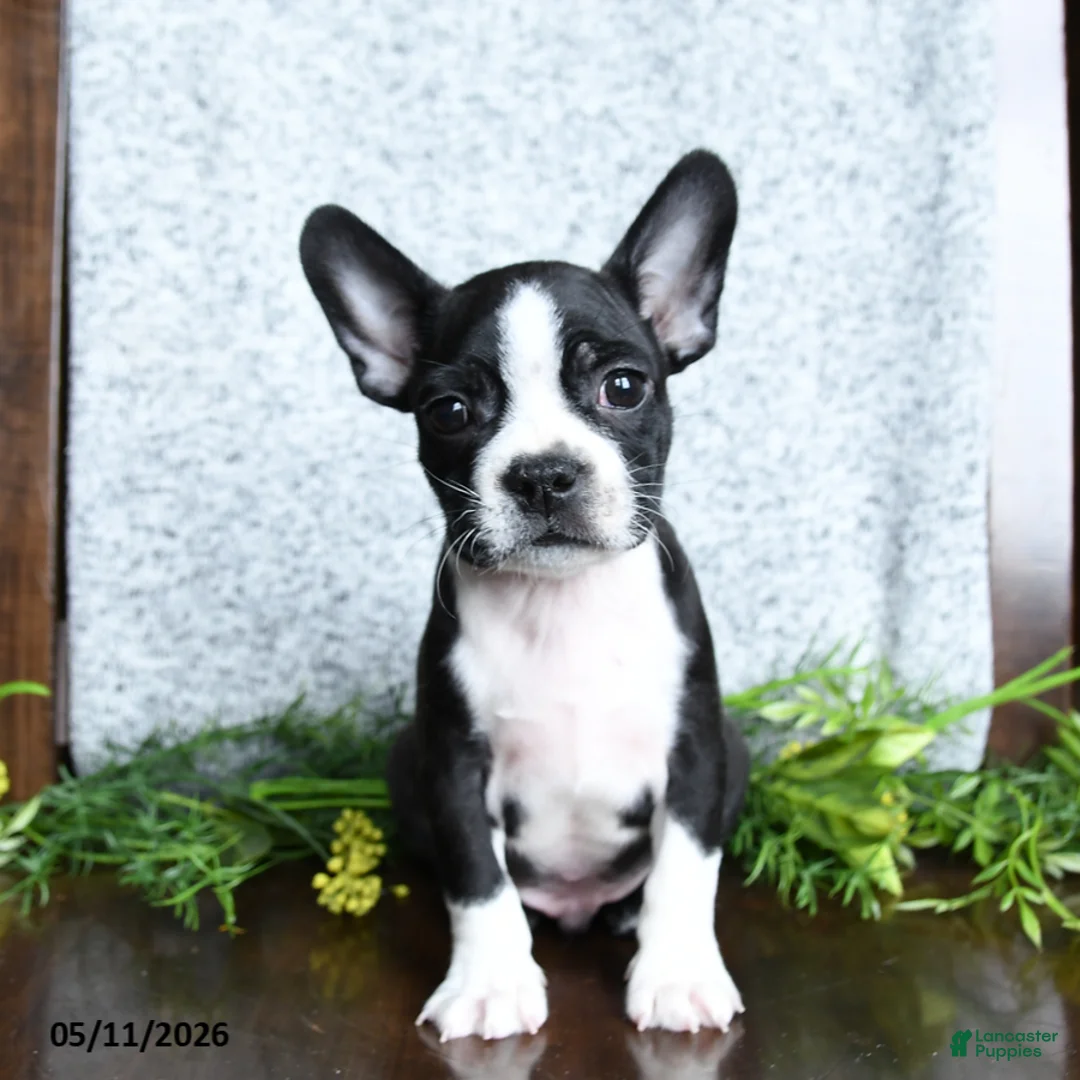 Boston Terrier dogs for sale: Eldon - Ad 1