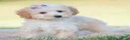 Mini Goldendoodle dogs for sale: Apricot - Ad 7