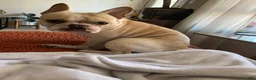 French Bulldog dogs for sale: Marlee  - Ad 13