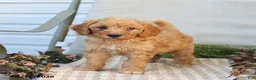 Mini Goldendoodle dogs for sale: Myla - Ad 3