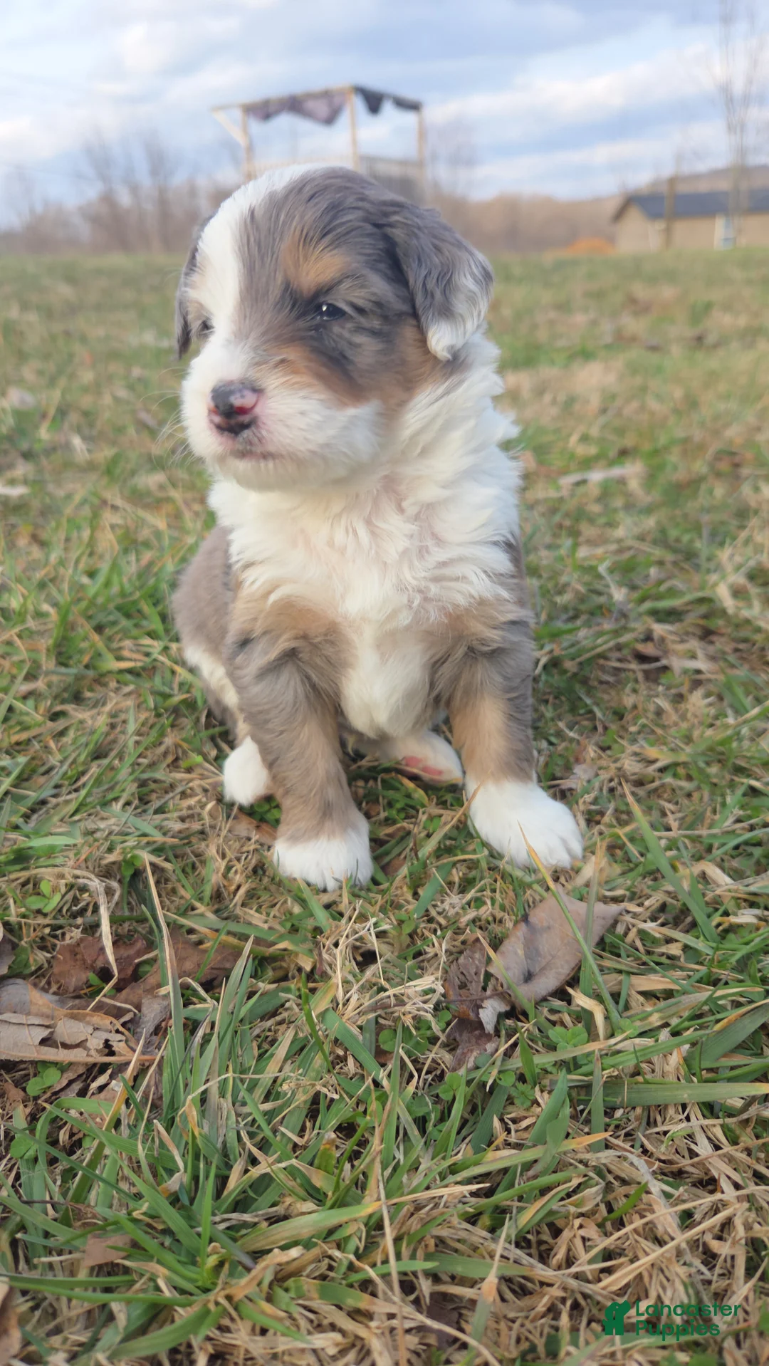Mini Aussiedoodle dogs for sale: Burney - Ad 2