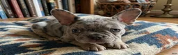 French Bulldog dogs for sale: Cosmo - Ad 4