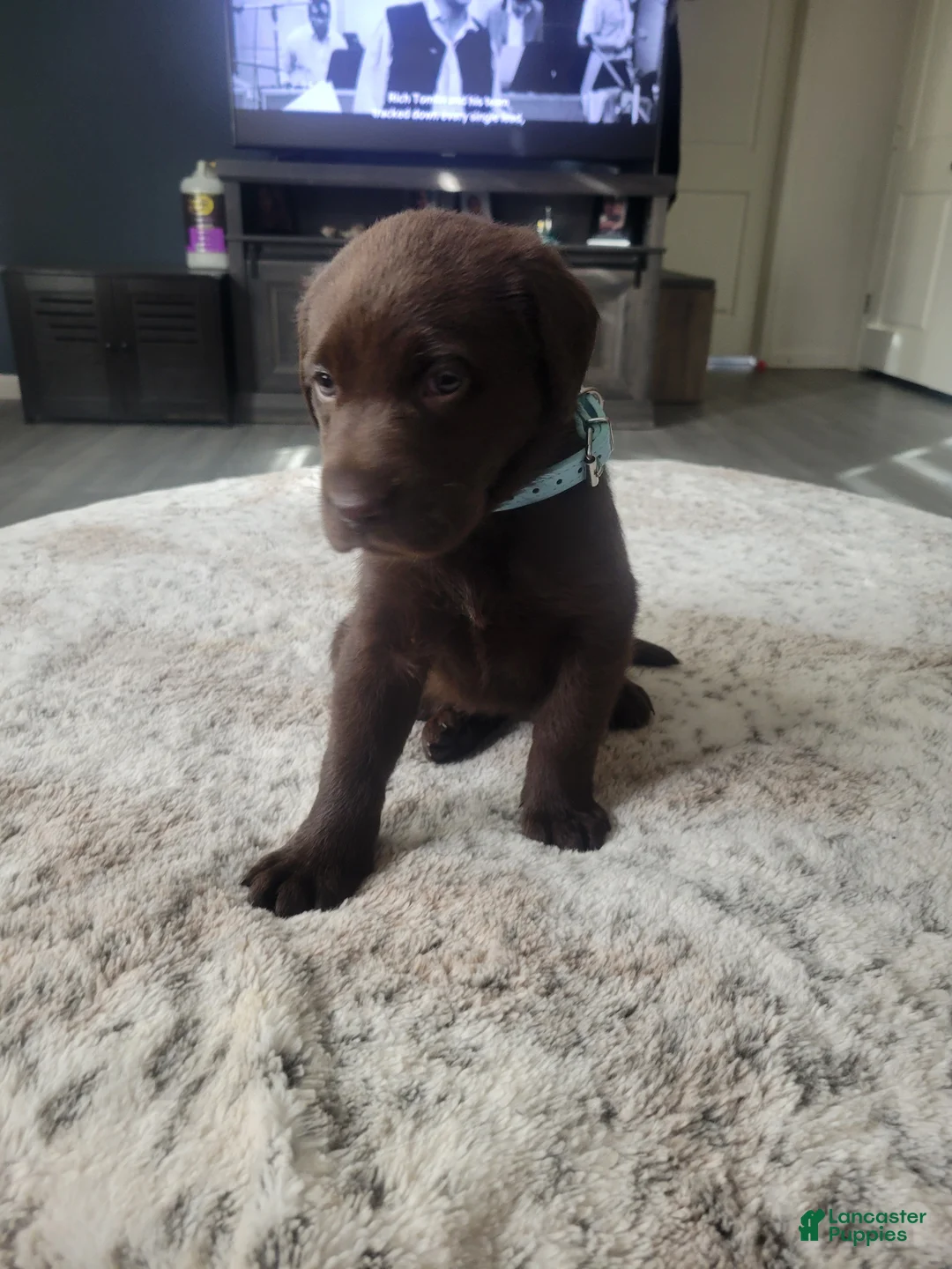 Labrador Retriever dogs for sale: Labrador Retriever Puppy 4 - Ad 1