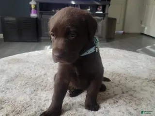 Labrador Retriever dogs Labrador Retriever Puppy 4 - Ad 7