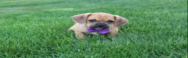 Ryder