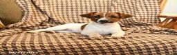 Jack Russell Terrier dogs for sale: Sarah - Ad 6