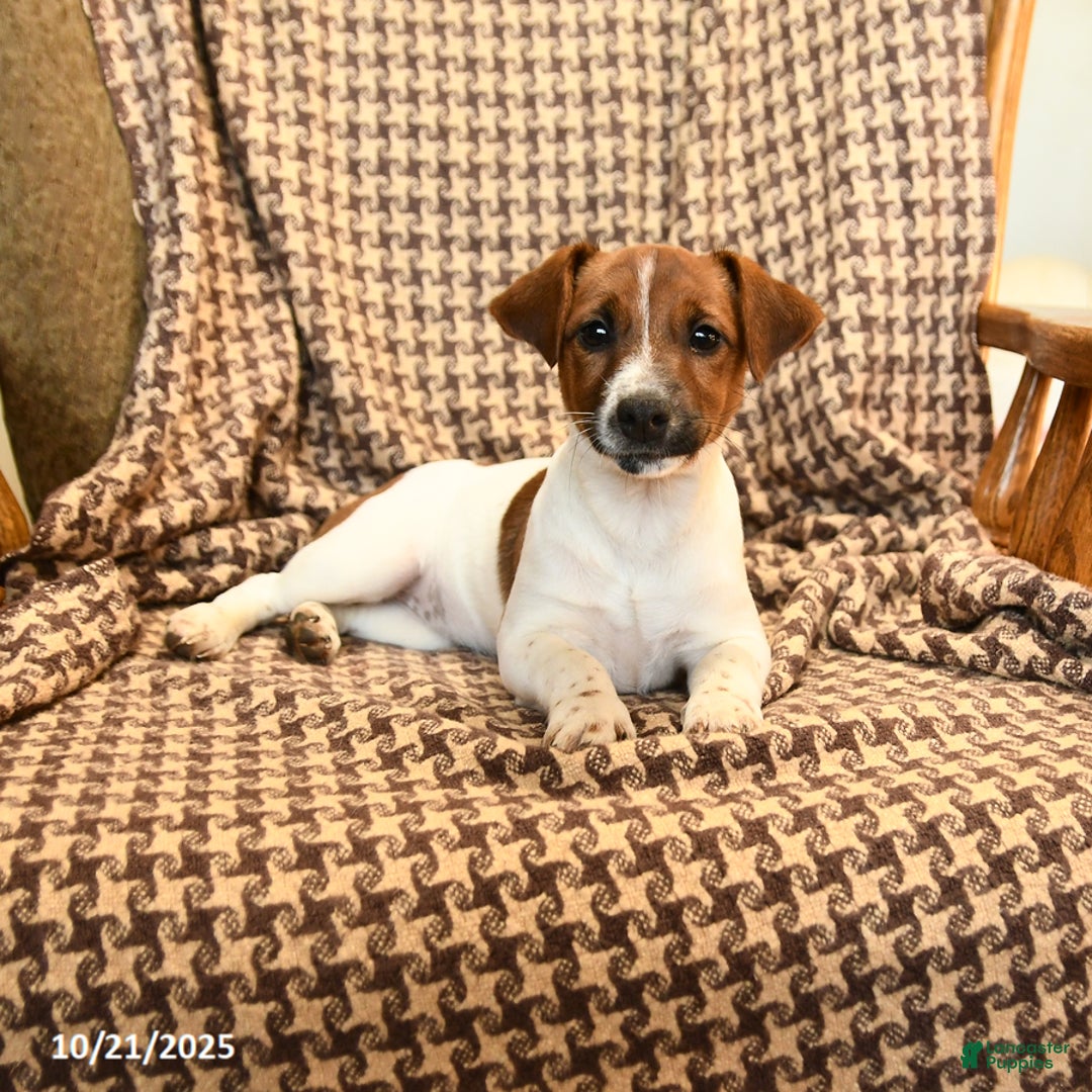 Jack Russell Terrier dogs for sale: Sarah - Ad 6