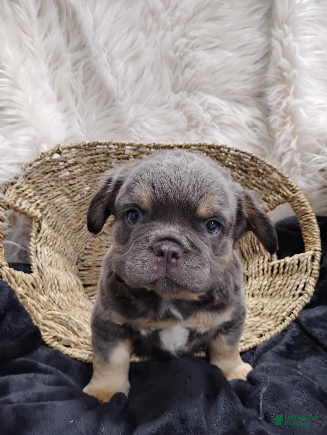 French Bulldog dogs for sale: Elvis  - Ad 1