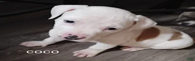 American Pit Bull Terrier 6
