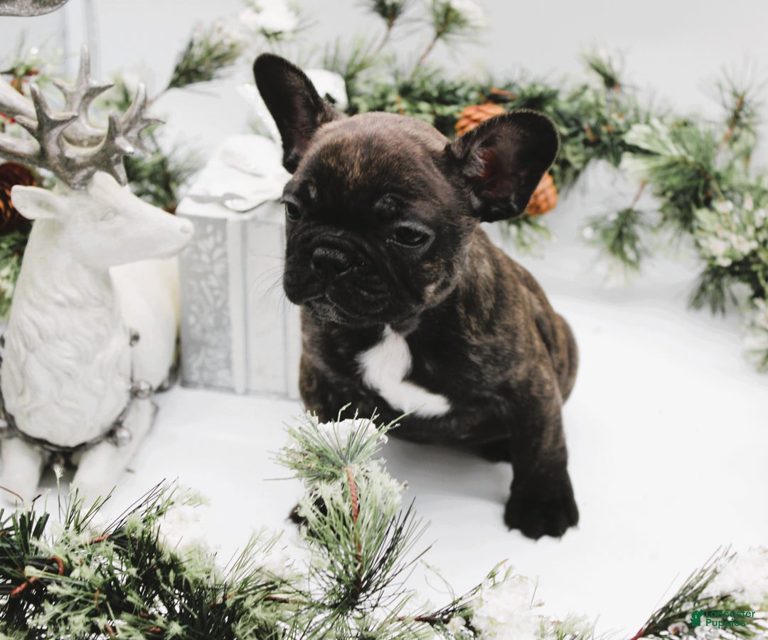French Bulldog dogs for sale: French Bulldog Puppy 5  - Ad 2
