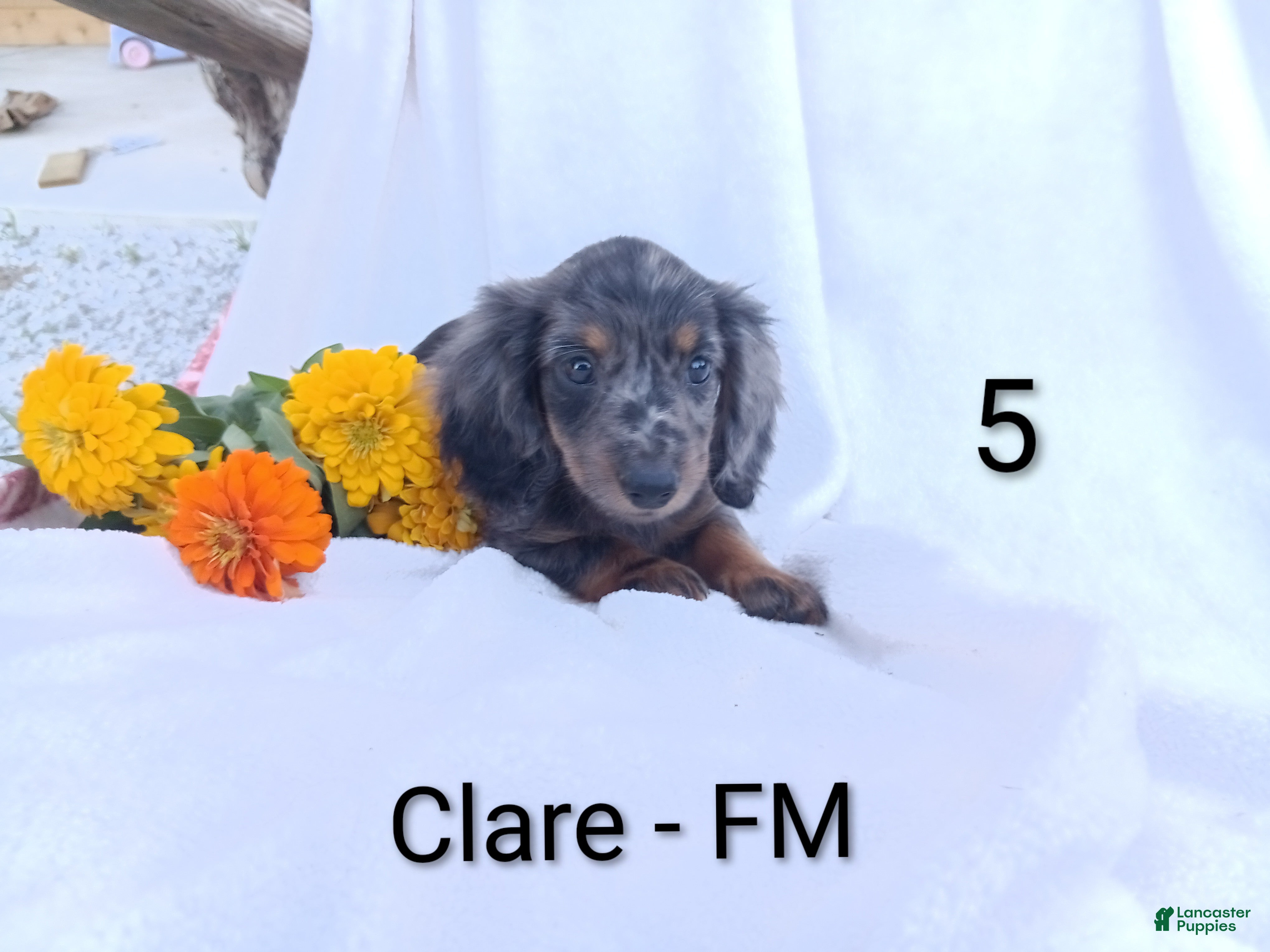 Miniature Dachshund dogs Clare - Ad 1