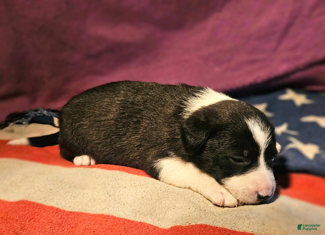 Border Collie dogs for sale: Buffy - Ad 5