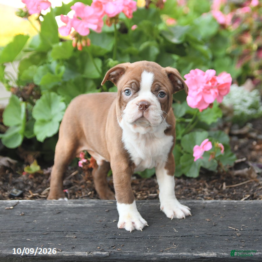 Boston Terrier dogs Leo - Ad 2