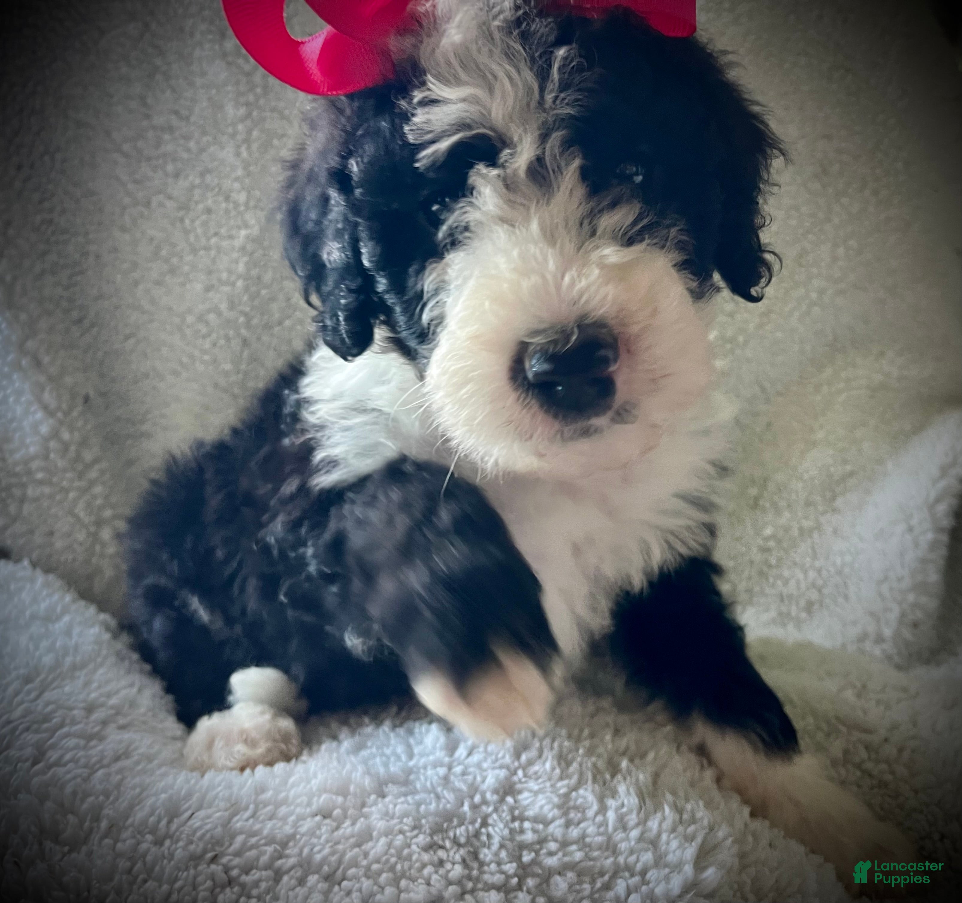 Sheepadoodle dogs Sheepadoodle Puppy 9 - Ad 21