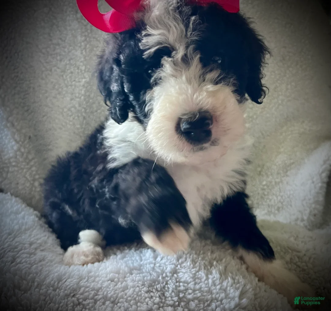 Sheepadoodle dogs for sale: Sheepadoodle Puppy 9 - Ad 1