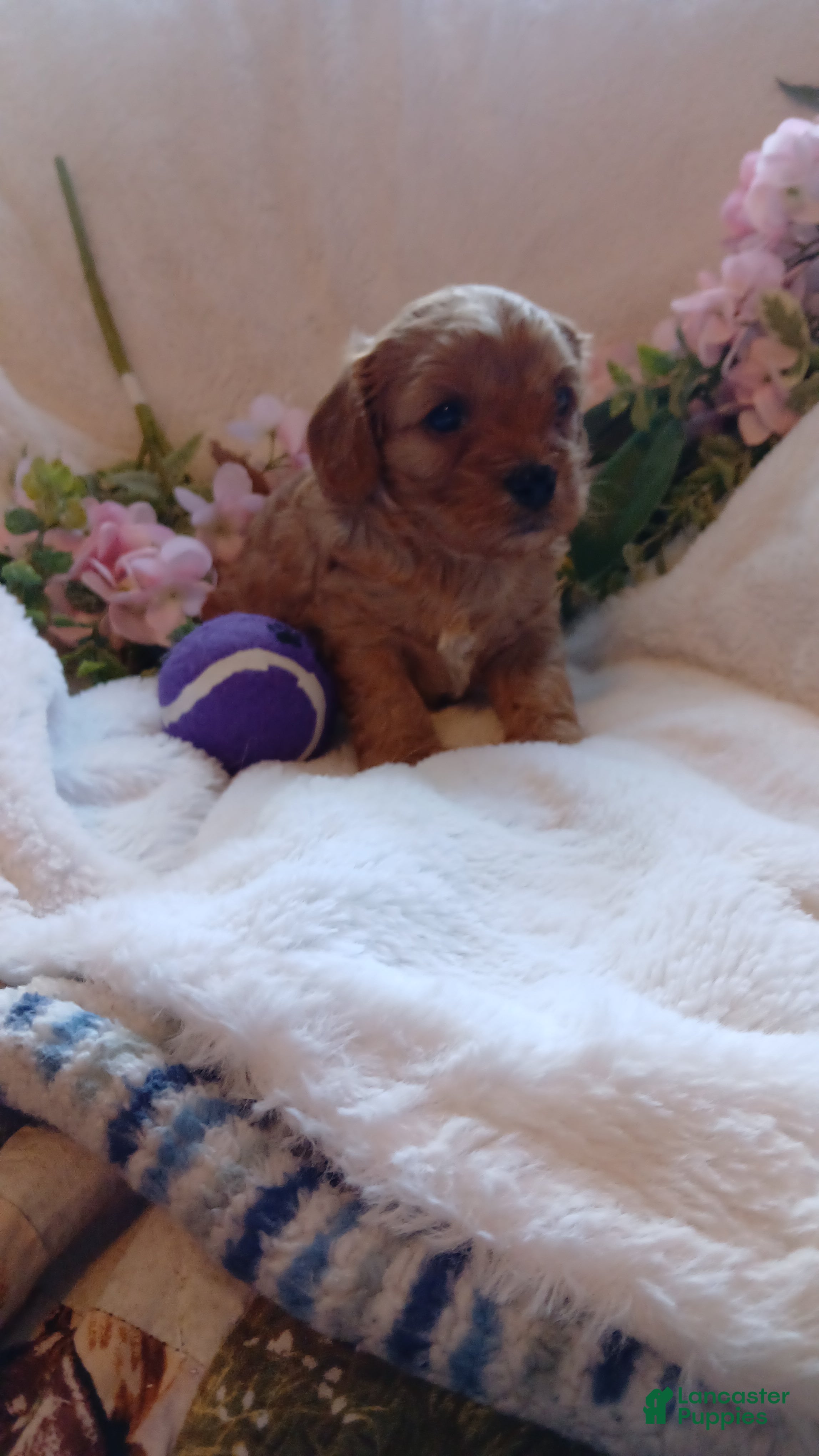 Cavapoo dogs Cathy - Ad 24