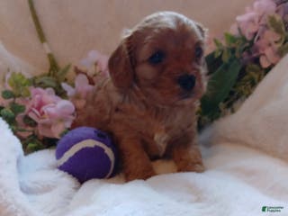 Cavapoo dogs Cathy - Ad 22