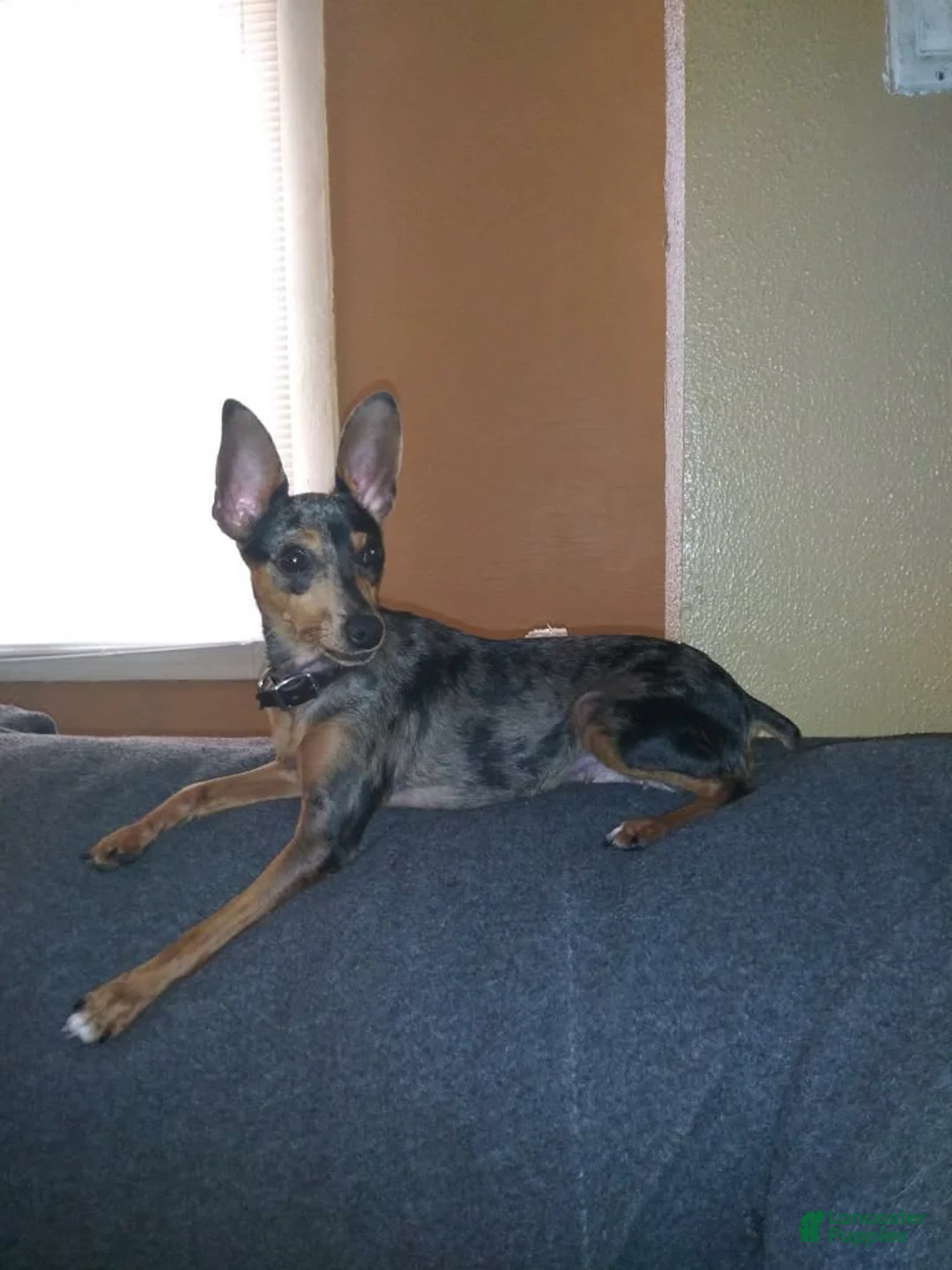 Gallery Image {{count}}