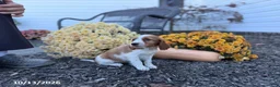 Welsh Springer Spaniel dogs for sale: Lady - Ad 15