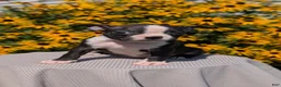 Boston Terrier dogs for sale: Twila  - Ad 7