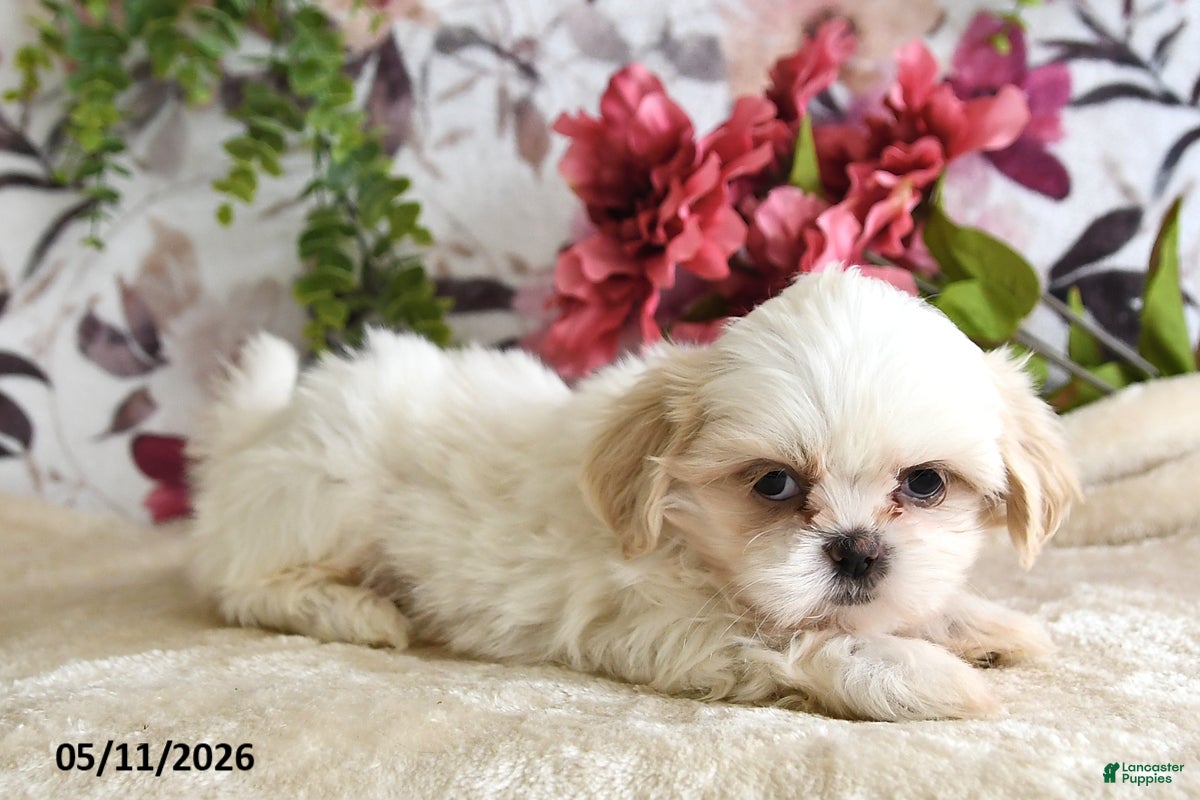 Shih Tzu dogs Audrey - Ad 2