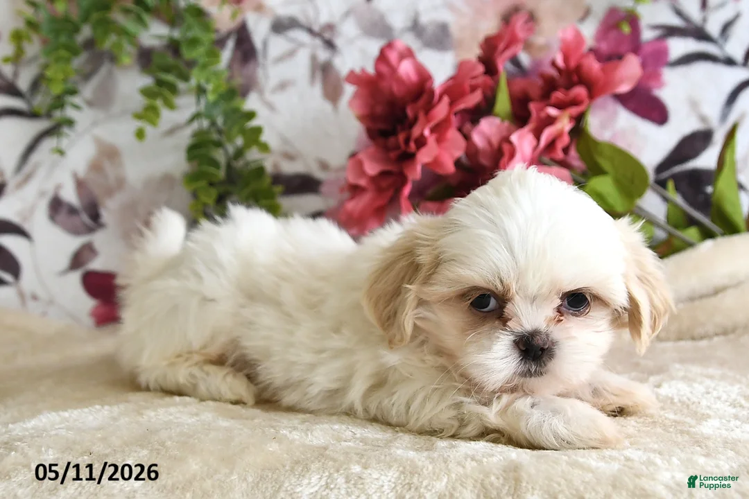 Shih Tzu dogs for sale: Audrey - Ad 2