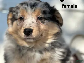 Australian Shepherd dogs Sage - Ad 42