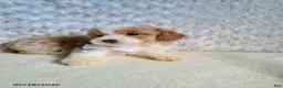 Bichpoo dogs for sale: Pinto - Ad 8